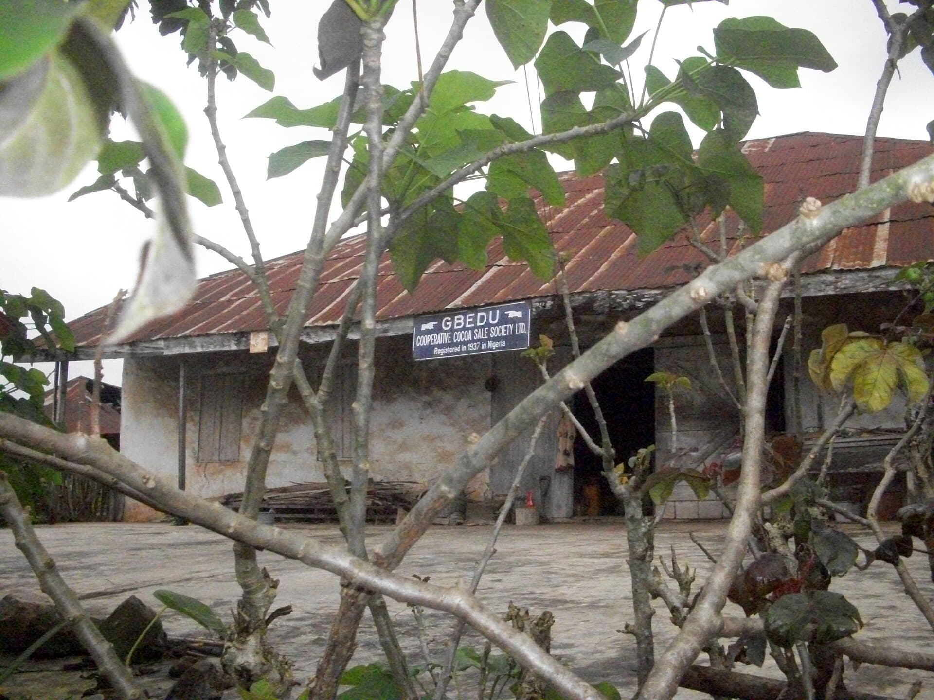 The cooperative house at Gbedu village in Oyo State, Nigeria — a weathered single-storey building with a rusting pantile roof, its signboard reading 'GBEDU Cooperative Cocoa Sale Society Ltd., registered in 1937 in Nigeria', seen through the branches of a young tree