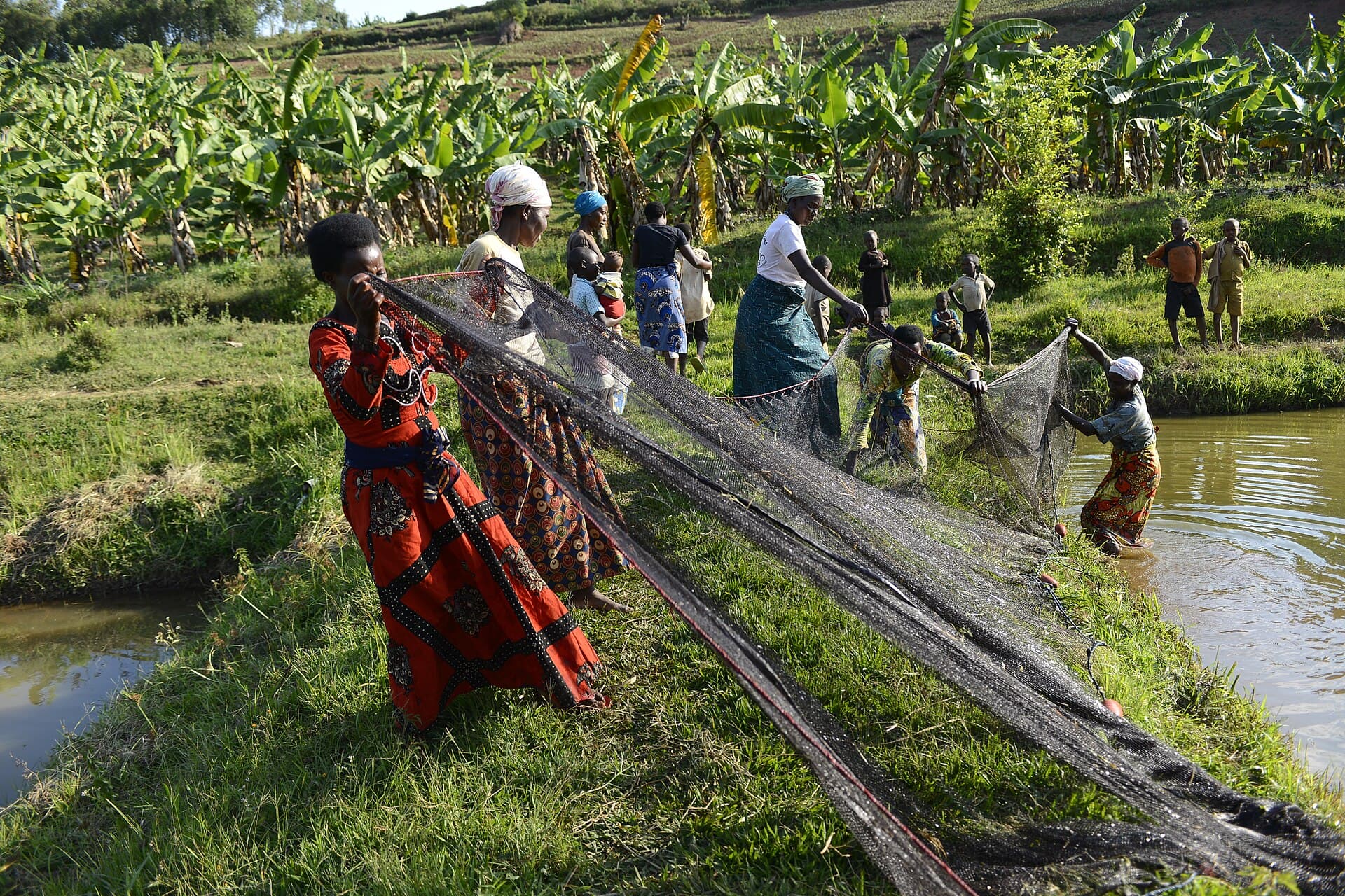 Members of the Amahoro women's cooperative in rural Rwanda haul a long net through a pond at the edge of a banana plantation, one woman waist-deep at the far bank and children watching from the grass